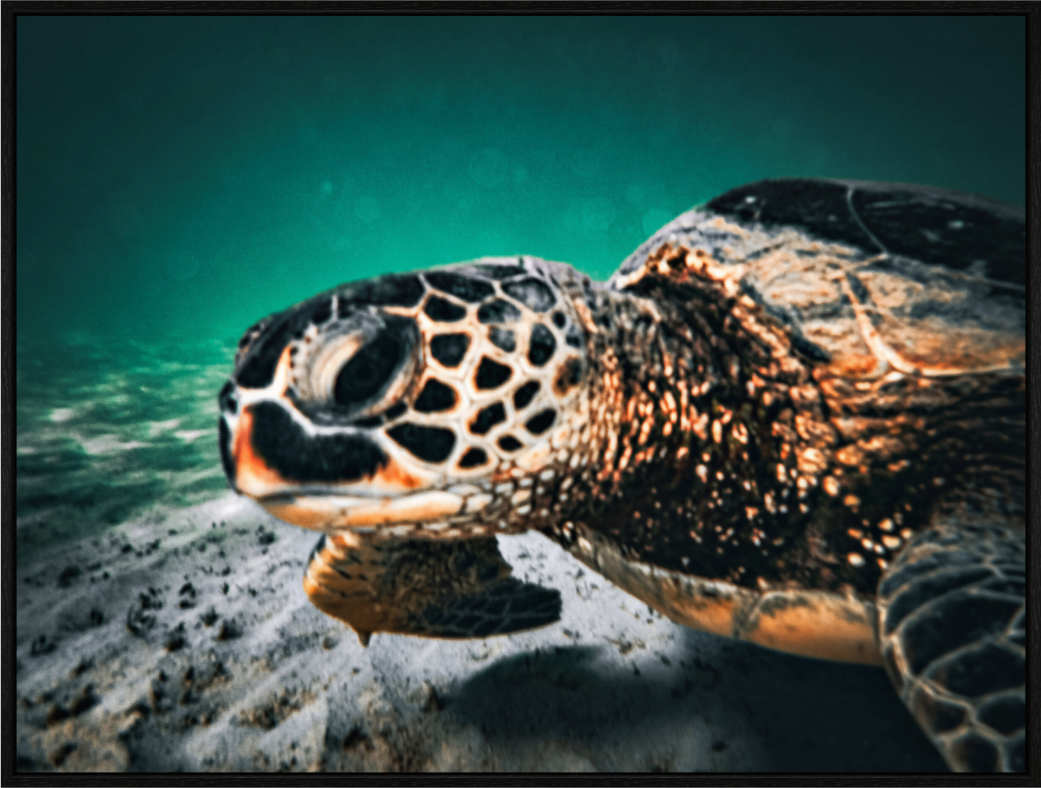 Main image Hawaii Sea Turtle