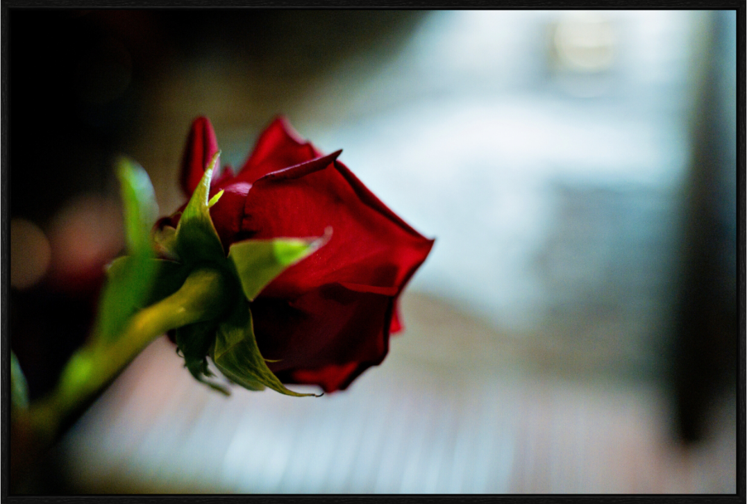 Main image NYC Rose